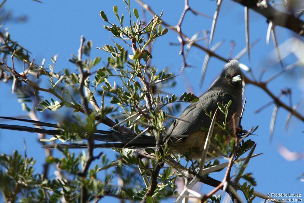 White-backed Mousebird, identification