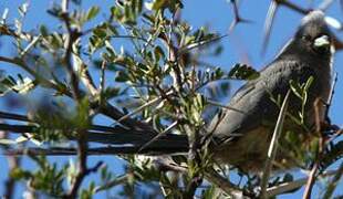 White-backed Mousebird