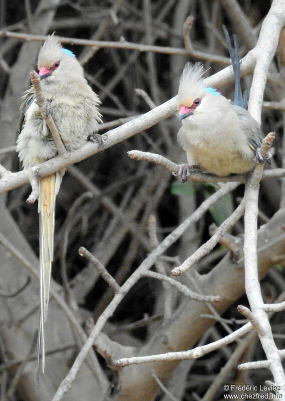 Blue-naped Mousebird