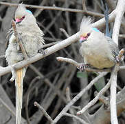 Blue-naped Mousebird