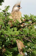 Speckled Mousebird