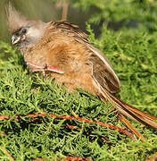 Speckled Mousebird