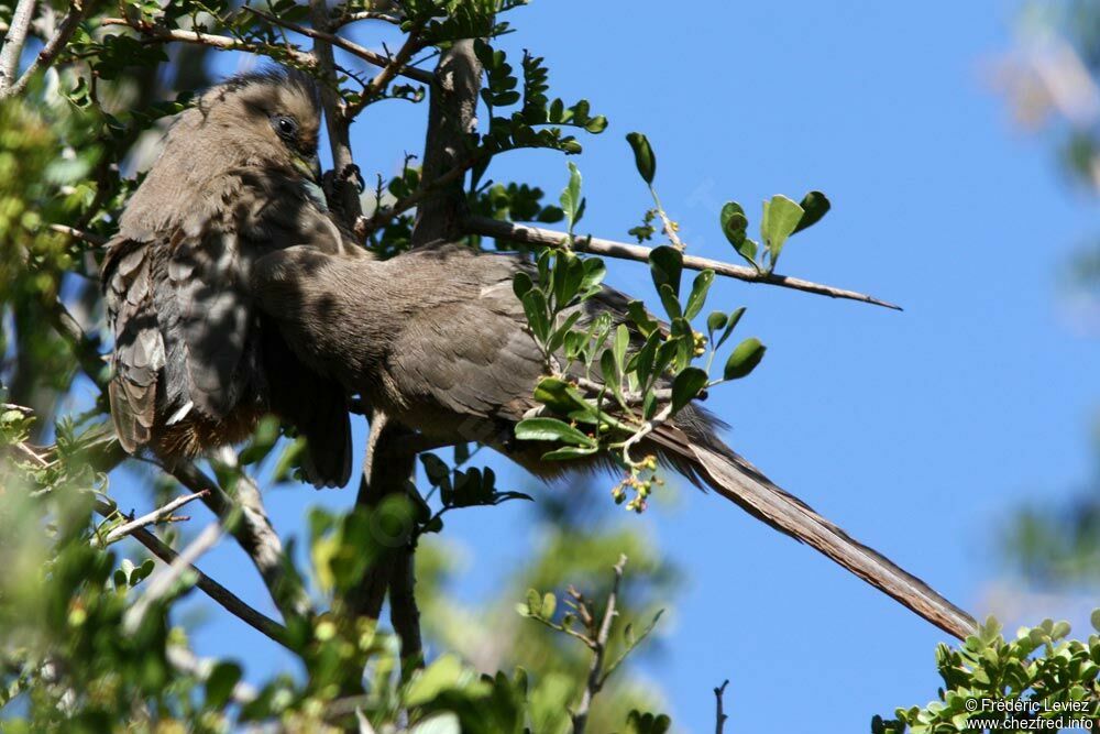 Speckled Mousebirdadult, identification