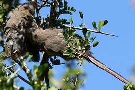 Speckled Mousebird