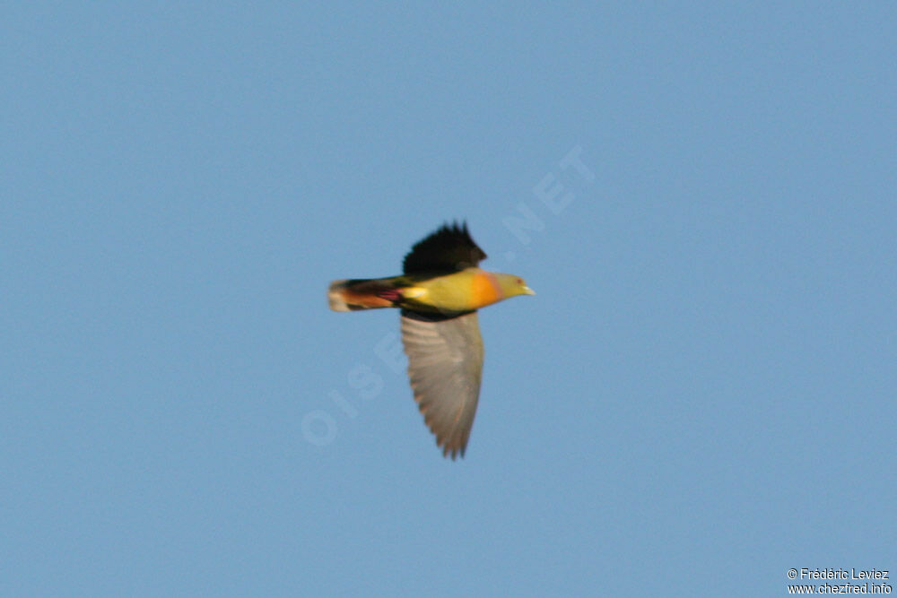 Orange-breasted Green Pigeonadult