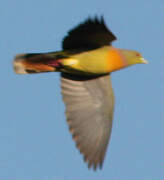 Orange-breasted Green Pigeon