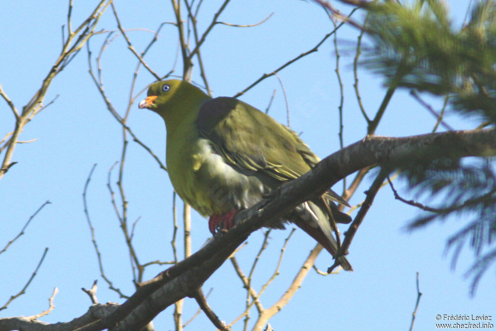 African Green Pigeonadult