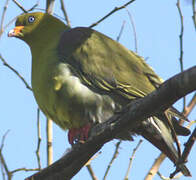 African Green Pigeon