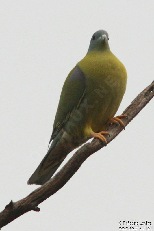 Yellow-footed Green Pigeon, identification