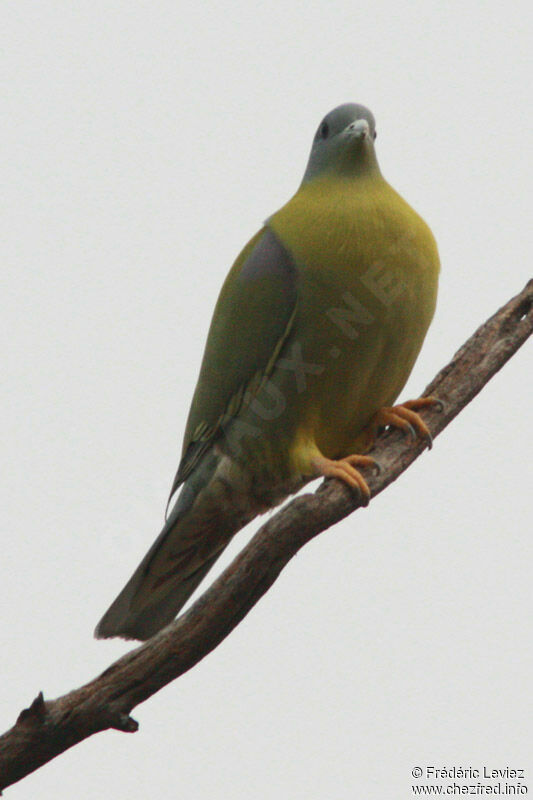 Colombar commandeur, identification