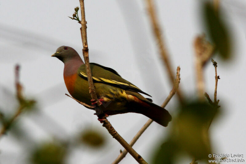 Pink-necked Green Pigeon male adult, identification