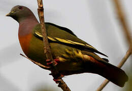 Pink-necked Green Pigeon