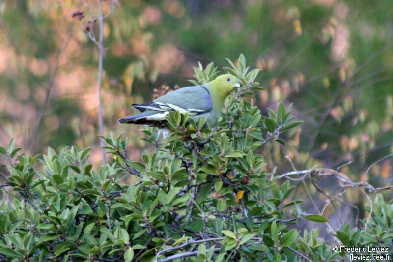 Madagascar Green Pigeon