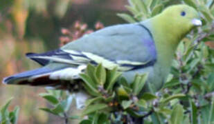 Madagascar Green Pigeon