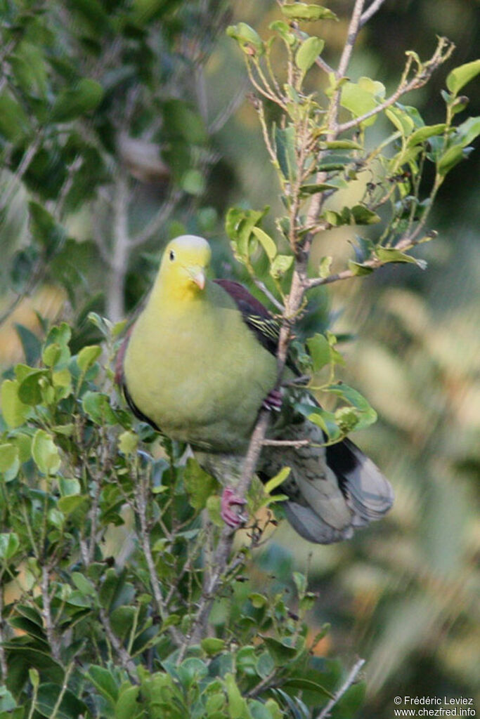 Sri Lanka Green Pigeonadult