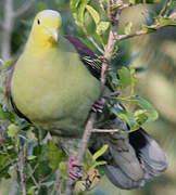 Sri Lanka Green Pigeon