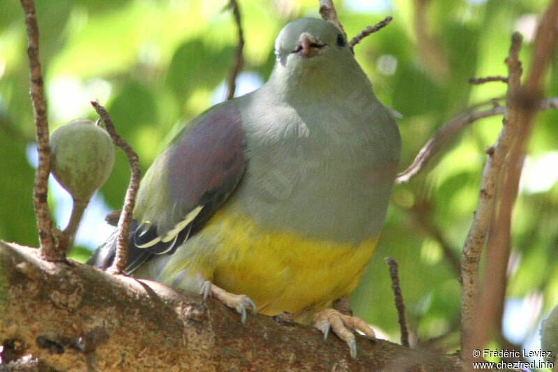 Bruce's Green Pigeonadult