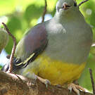 Colombar waalia