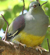 Bruce's Green Pigeon