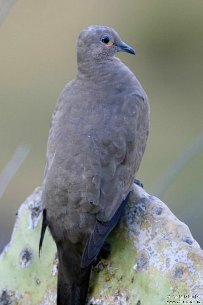 Black-winged Ground Doveadult