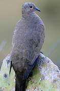 Black-winged Ground Dove