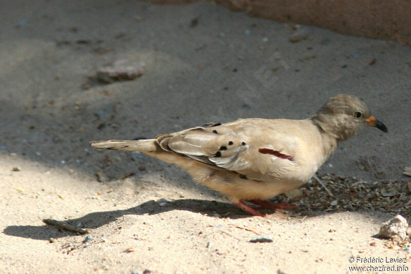 Croaking Ground Doveadult