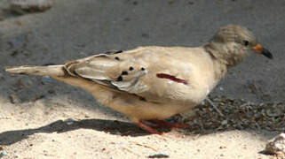 Croaking Ground Dove