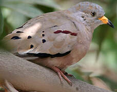 Croaking Ground Dove