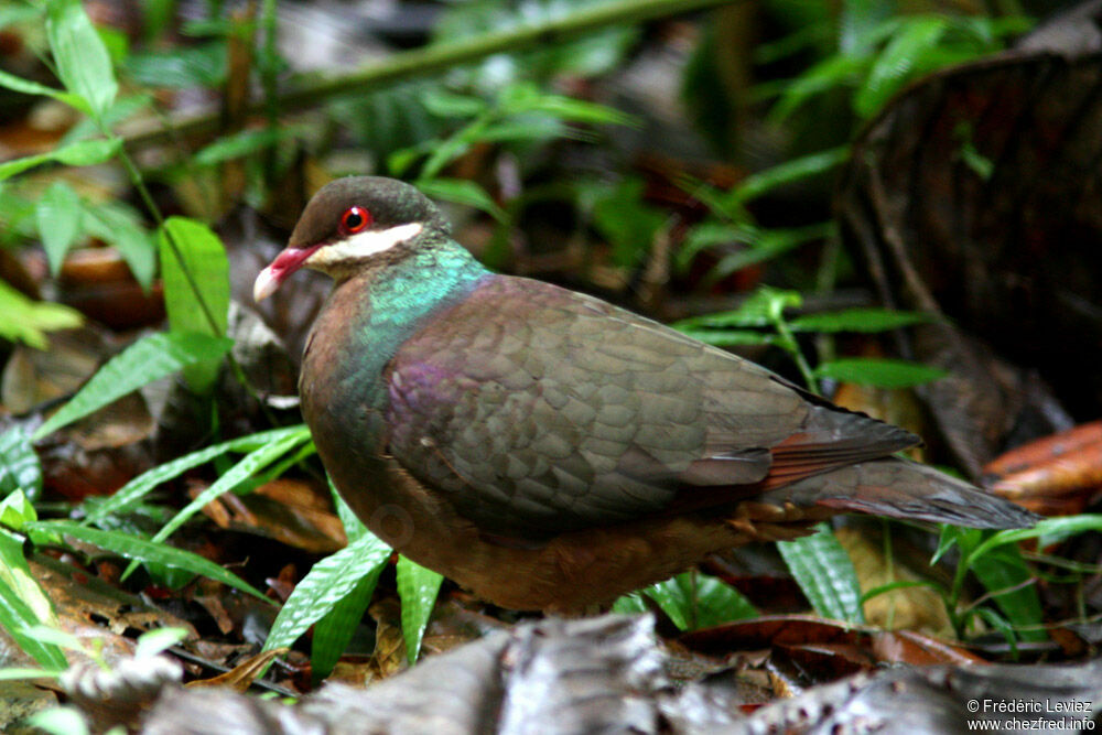 Bridled Quail-Dove, identification