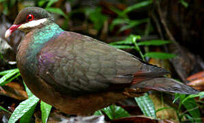 Bridled Quail-Dove