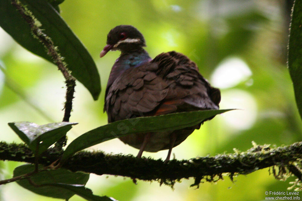 Colombe à croissants, identification