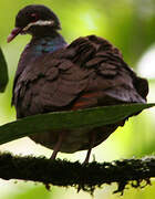 Bridled Quail-Dove