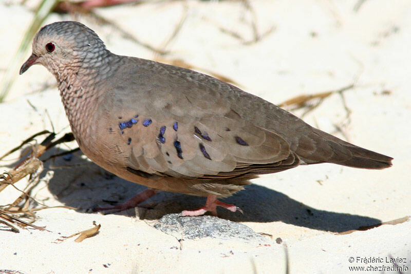 Common Ground Dove male adult