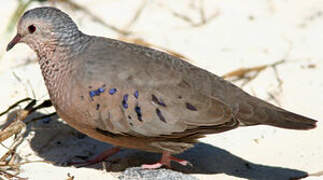 Common Ground Dove