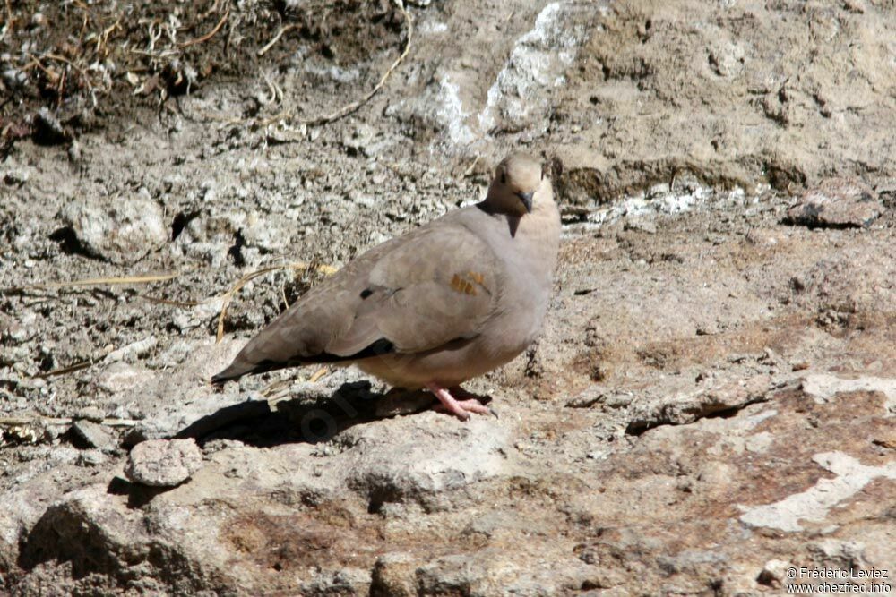 Golden-spotted Ground Doveadult, identification