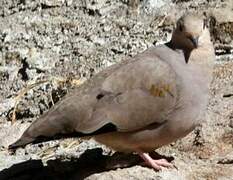 Golden-spotted Ground Dove