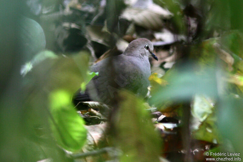 Grey-chested Dove, Behaviour