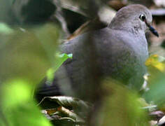 Grey-chested Dove