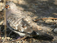 Bare-faced Ground Dove