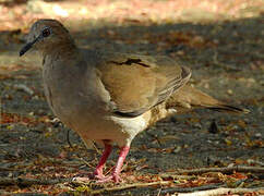 White-tipped Dove