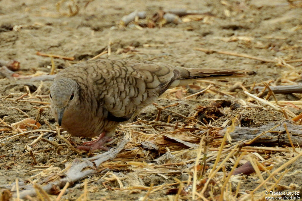 Inca Doveadult, identification