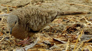 Inca Dove