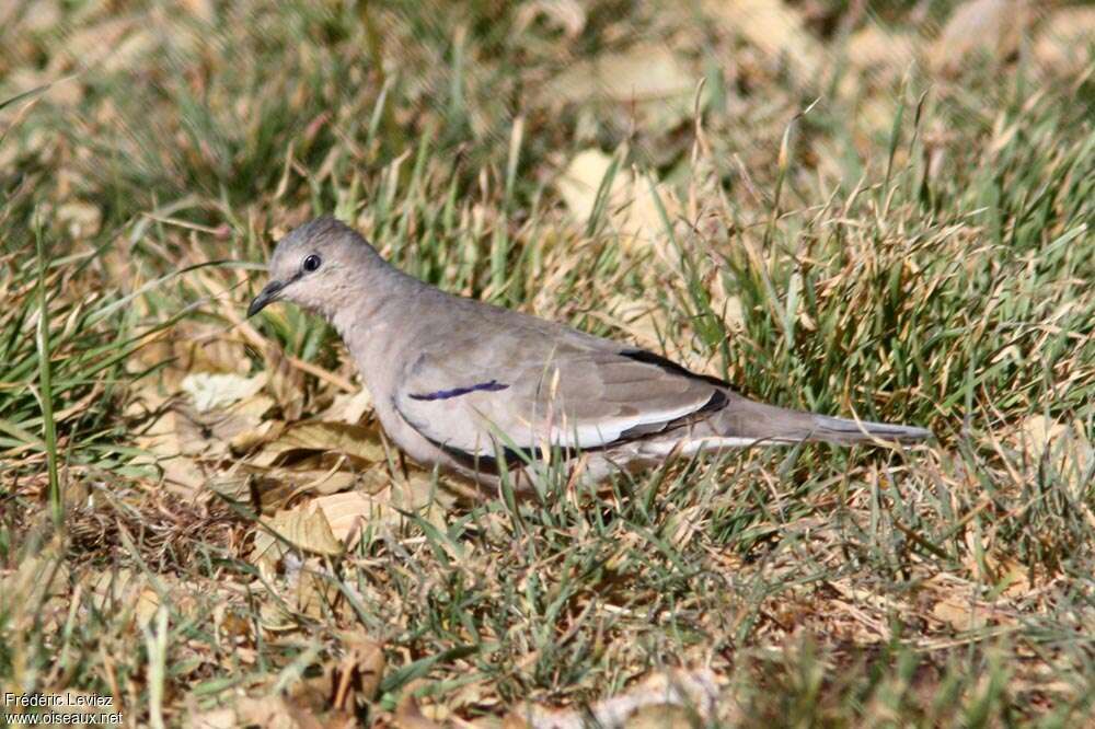 Colombe picuiadulte, identification