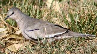 Picui Ground Dove