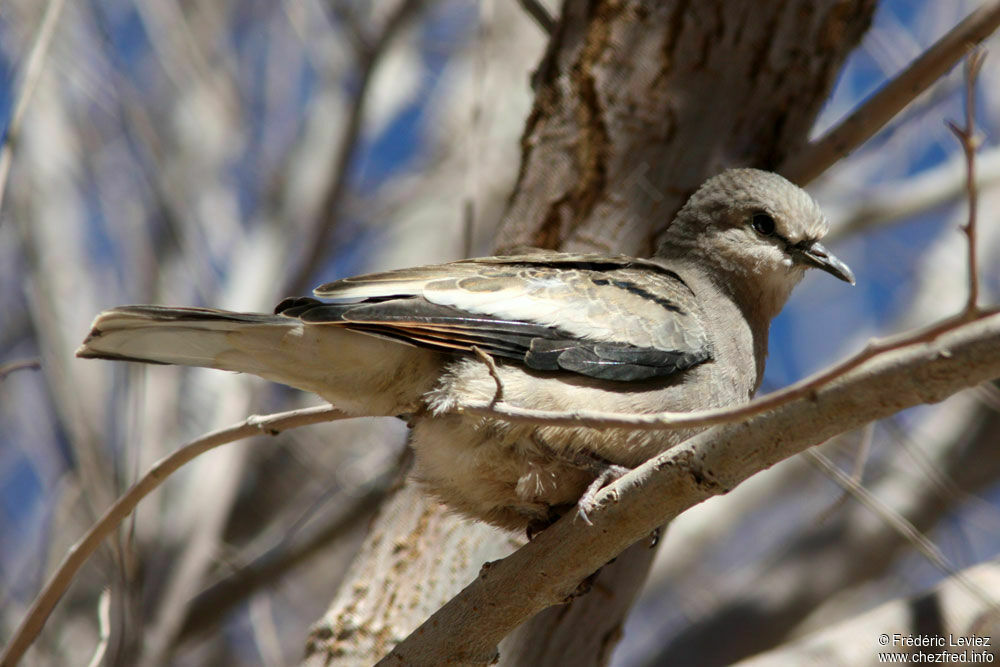 Picui Ground Doveadult, identification