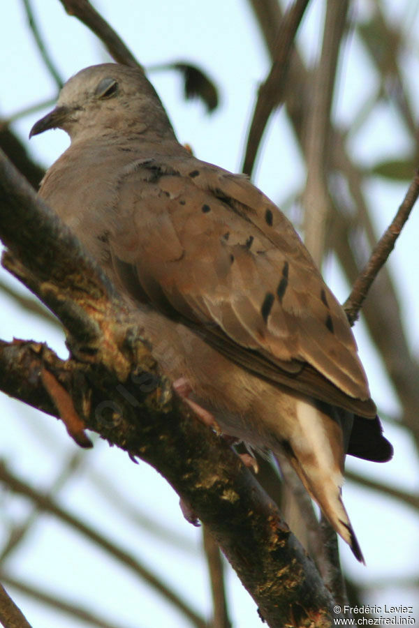 Colombe rousse mâle adulte