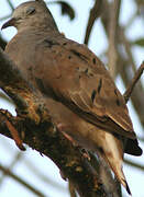 Ruddy Ground Dove