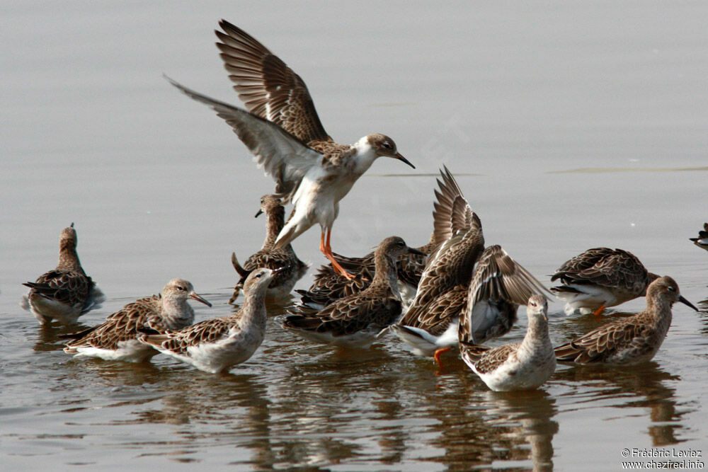 Ruff, Flight