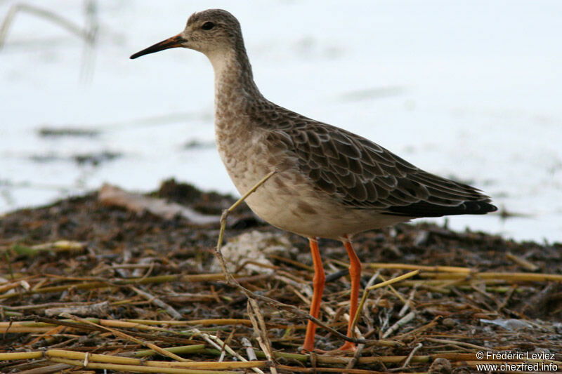 Ruff male adult