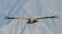 Condor des Andes